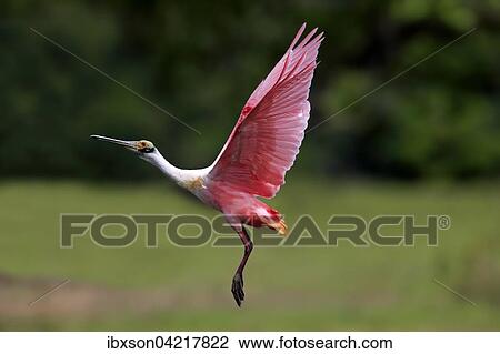 Roseate spoonbill (Ajaia ajaja), adult flying, Pantanal, Mato Grosso, Brazil, South America View Large Photo Image Stock Image - Roseate spoonbill (Ajaia ajaja), adult flying, Pantanal, Mato Grosso, Brazil, South America. Fotosearch