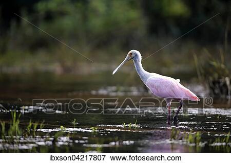 Roseate spoonbill (Ajaia ajaja), adult in the water, foraging, Pantanal, Mato Grosso, Brazil, South America View Large Photo Image Stock Photo - Roseate spoonbill (Ajaia ajaja), adult in the water, foraging, Pantanal, Mato Grosso, Brazil, South America. Fotosearch