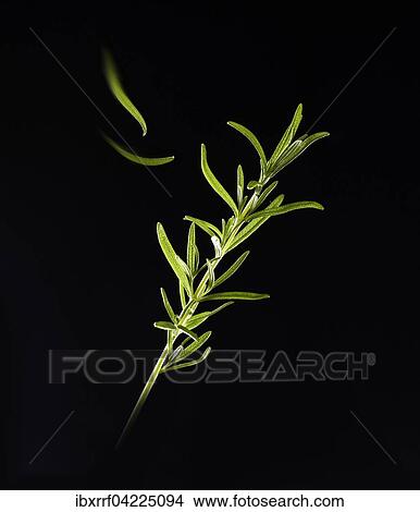 Rosemary (Rosmarinus officinalis) against a black background View Large Photo Image Picture - Rosemary (Rosmarinus officinalis) against a black background. Fotosearch