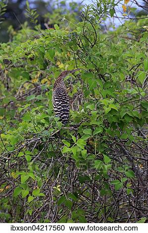 Stock Image - Rufescent tiger heron (Tigrisoma lineatum), young bird camouflaged in a tree, juvenile, Pantanal, Mato Grosso, Brazil, South America. Fotosearch