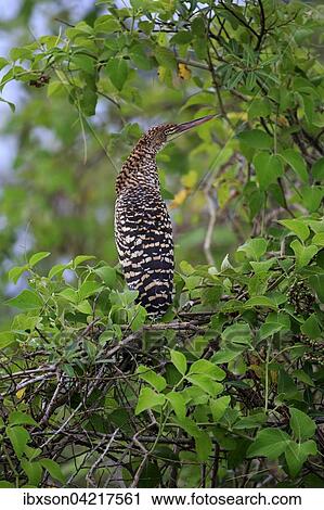 Rufescent tiger heron (Tigrisoma lineatum), young bird in a tree, juvenile, Pantanal, Mato Grosso, Brazil, South America View Large Photo Image Stock Image - Rufescent tiger heron (Tigrisoma lineatum), young bird in a tree, juvenile, Pantanal, Mato Grosso, Brazil, South America. Fotosearch