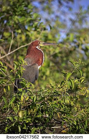 Stock Image - Rufescent tiger heron (Tigrisoma lineatum), adult in a tree, Pantanal, Mato Grosso, Brazil, South America. Fotosearch