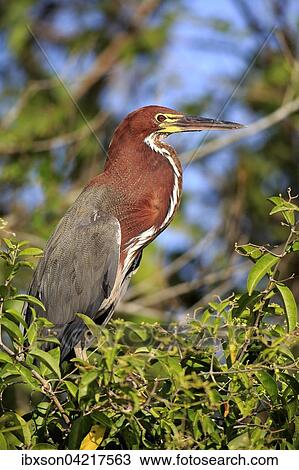 Rufescent tiger heron (Tigrisoma lineatum), adult in a tree, Pantanal, Mato Grosso, Brazil, South America View Large Photo Image Stock Image - Rufescent tiger heron (Tigrisoma lineatum), adult in a tree, Pantanal, Mato Grosso, Brazil, South America. Fotosearch