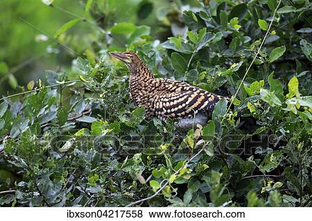 Rufescent tiger heron (Tigrisoma lineatum), young bird in a tree, juvenile, Pantanal, Mato Grosso, Brazil, South America View Large Photo Image Stock Photo - Rufescent tiger heron (Tigrisoma lineatum), young bird in a tree, juvenile, Pantanal, Mato Grosso, Brazil, South America. Fotosearch
