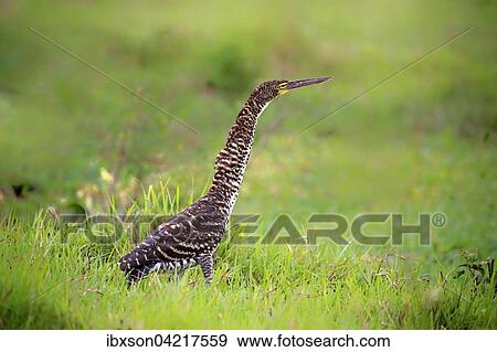 Rufescent tiger heron (Tigrisoma lineatum), young bird in a meadow, juvenile, Pantanal, Mato Grosso, Brazil, South America View Large Photo Image Stock Photo - Rufescent tiger heron (Tigrisoma lineatum), young bird in a meadow, juvenile, Pantanal, Mato Grosso, Brazil, South America. Fotosearch
