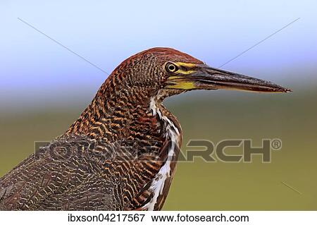 Rufescent tiger heron (Tigrisoma lineatum), young bird, portrait, juvenile, Pantanal, Mato Grosso, Brazil, South America View Large Photo Image Stock Photo - Rufescent tiger heron (Tigrisoma lineatum), young bird, portrait, juvenile, Pantanal, Mato Grosso, Brazil, South America. Fotosearch
