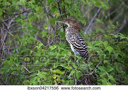 Rufescent tiger heron (Tigrisoma lineatum), young bird in a tree, juvenile, Pantanal, Mato Grosso, Brazil, South America View Large Photo Image Stock Photograph - Rufescent tiger heron (Tigrisoma lineatum), young bird in a tree, juvenile, Pantanal, Mato Grosso, Brazil, South America. Fotosearch