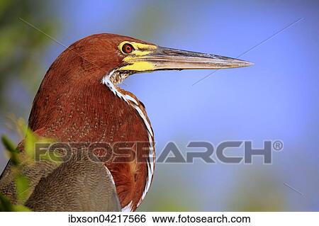 Rufescent tiger heron (Tigrisoma lineatum) adult, portrait, Pantanal, Mato Grosso, Brazil, South America View Large Photo Image Stock Photograph - Rufescent tiger heron (Tigrisoma lineatum) adult, portrait, Pantanal, Mato Grosso, Brazil, South America. Fotosearch
