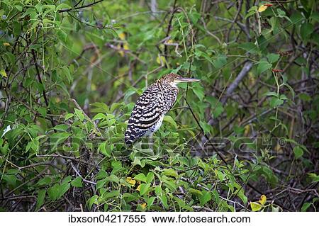 Stock Photography - Rufescent tiger heron (Tigrisoma lineatum), young bird in a tree, juvenile, Pantanal, Mato Grosso, Brazil, South America. Fotosearch