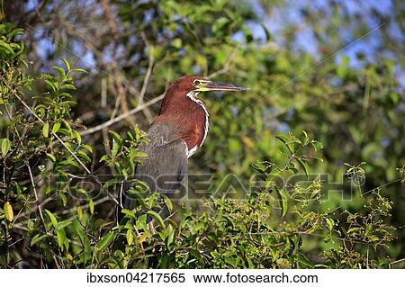 Rufescent tiger heron (Tigrisoma lineatum), adult in a tree, Pantanal, Mato Grosso, Brazil, South America View Large Photo Image Stock Photography - Rufescent tiger heron (Tigrisoma lineatum), adult in a tree, Pantanal, Mato Grosso, Brazil, South America. Fotosearch