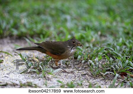 Rufous-bellied thrush (Turdus rufiventris), adult, foraging, Pantanal, Mato Grosso, Brazil, South America View Large Photo Image Stock Photo - Rufous-bellied thrush (Turdus rufiventris), adult, foraging, Pantanal, Mato Grosso, Brazil, South America. Fotosearch