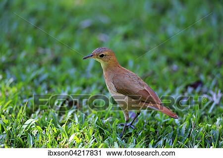 Rufous Hornero (Furnarius rufus), adult, foraging, Pantanal, Mato Grosso, Brazil, South America View Large Photo Image Stock Image - Rufous Hornero (Furnarius rufus), adult, foraging, Pantanal, Mato Grosso, Brazil, South America. Fotosearch