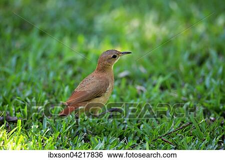 Rufous Hornero (Furnarius rufus), adult, foraging, Pantanal, Mato Grosso, Brazil, South America View Large Photo Image Stock Photograph - Rufous Hornero (Furnarius rufus), adult, foraging, Pantanal, Mato Grosso, Brazil, South America. Fotosearch