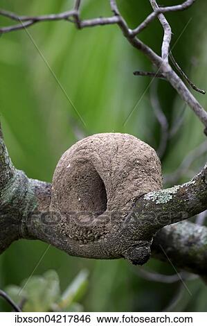 Rufous Hornero nest on a branch (Furnarius rufus), Pantanal, Mato Grosso, Brazil, South America View Large Photo Image Stock Photograph - Rufous Hornero nest on a branch (Furnarius rufus), Pantanal, Mato Grosso, Brazil, South America. Fotosearch