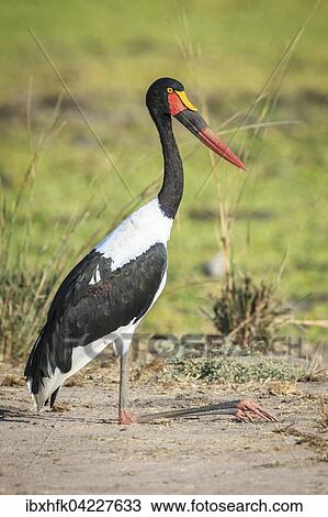 Saddle-billed stork (Ephippiorhynchus senegalensis), resting, South Luangwa National Park, Zambia, Africa View Large Photo Image Stock Image - Saddle-billed stork (Ephippiorhynchus senegalensis), resting, South Luangwa National Park, Zambia, Africa. Fotosearch