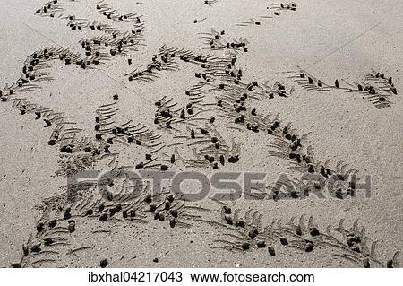 Sand balls a made by crabs (Brachyura) on the beach of Ngapali Beach, Ngapali, Thandwe, Rakhine State, Myanmar, Asia View Large Photo Image Stock Image - Sand balls a made by crabs (Brachyura) on the beach of Ngapali Beach, Ngapali, Thandwe, Rakhine State, Myanmar, Asia. Fotosearch