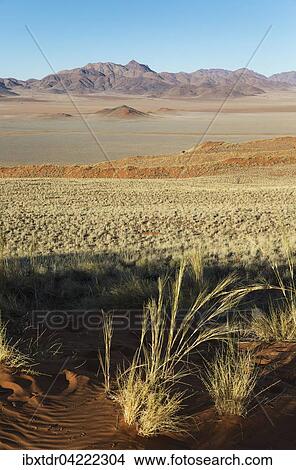 Sand dunes covered with bushman grass (Stipagrostis sp. ), arid desert plains and isolated mountain ridges at the edge of the Namib Desert in the area of the exclusive Wolwedans safari camps, NamibRand Nature Reserve, Namibia, Africa View Large Photo Image Picture - Sand dunes covered with bushman grass (Stipagrostis sp. ), arid desert plains and isolated mountain ridges at the edge of the Namib Desert in the area of the exclusive Wolwedans safari camps, NamibRand Nature Reserve, Namibia, Africa. Fotosearch