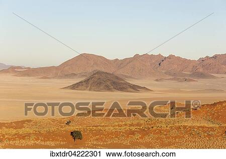 Sand dunes covered with bushman grass (Stipagrostis sp. ), arid desert plains and isolated mountain ridges at the edge of the Namib Desert, the trees are Camel thorn trees (Acacia erioloba), NamibRand Nature Reserve, Namibia, Africa View Large Photo Image Stock Image - Sand dunes covered with bushman grass (Stipagrostis sp. ), arid desert plains and isolated mountain ridges at the edge of the Namib Desert, the trees are Camel thorn trees (Acacia erioloba), NamibRand Nature Reserve, Namibia, Africa. Fotosearch