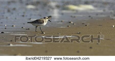 Sanderling (Calidris alba) in the sand, Texel, West Frisian Islands, Province of North Holland, The Netherlands, Europe View Large Photo Image Stock Photo - Sanderling (Calidris alba) in the sand, Texel, West Frisian Islands, Province of North Holland, The Netherlands, Europe. Fotosearch