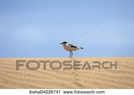 Stock Photo - Sanderling (Calidris alba) in the dunes, Maspalomas Dunes nature reserve, Gran Canaria, Canary Islands, Spain, Europe. Fotosearch