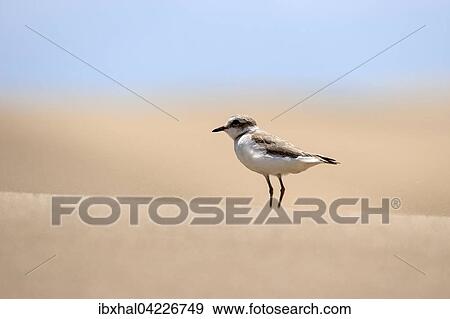 Sanderling (Calidris alba) in the dunes, Maspalomas Dunes nature reserve, Gran Canaria, Canary Islands, Spain, Europe View Large Photo Image Stock Photo - Sanderling (Calidris alba) in the dunes, Maspalomas Dunes nature reserve, Gran Canaria, Canary Islands, Spain, Europe. Fotosearch