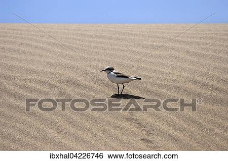 Sanderling (Calidris alba) in the dunes, Maspalomas Dunes nature reserve, Gran Canaria, Canary Islands, Spain, Europe View Large Photo Image Stock Photograph - Sanderling (Calidris alba) in the dunes, Maspalomas Dunes nature reserve, Gran Canaria, Canary Islands, Spain, Europe. Fotosearch