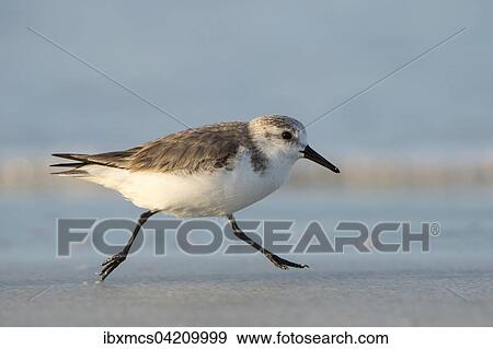 Stock Photo - Sanderling (Calidris alba) running along the beach, Florida, USA, North America. Fotosearch