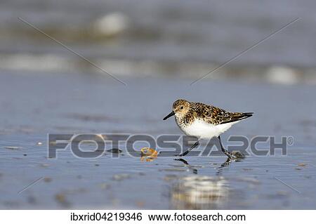 Sanderling (Calidris alba), walking, Texel, West Frisian Islands, Province of North Holland, The Netherlands, Europe View Large Photo Image Stock Photograph - Sanderling (Calidris alba), walking, Texel, West Frisian Islands, Province of North Holland, The Netherlands, Europe. Fotosearch