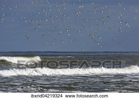 Sanderlings (Calidris alba), flock of birds flying over the North Sea, Texel, West Frisian Islands, Province of North Holland, The Netherlands, Europe View Large Photo Image Picture - Sanderlings (Calidris alba), flock of birds flying over the North Sea, Texel, West Frisian Islands, Province of North Holland, The Netherlands, Europe. Fotosearch
