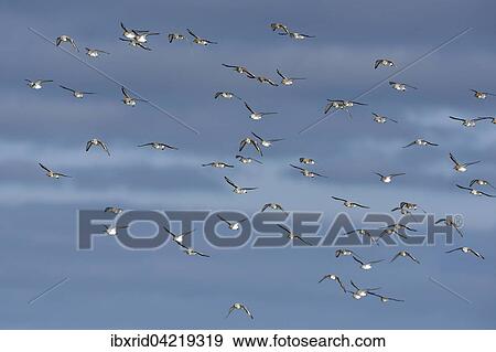 Sanderlings (Calidris alba), flying in a flock, Texel, West Frisian Islands, Province of North Holland, The Netherlands, Europe View Large Photo Image Stock Photo - Sanderlings (Calidris alba), flying in a flock, Texel, West Frisian Islands, Province of North Holland, The Netherlands, Europe. Fotosearch