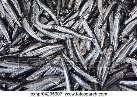 Sardines (Sardina pilchardus) at the fish market, Corfu Town, Unesco World Heritage Site, Corfu or Kerkyra island, Ionian Islands, Greece, Europe View Large Photo Image Stock Photo - Sardines (Sardina pilchardus) at the fish market, Corfu Town, Unesco World Heritage Site, Corfu or Kerkyra island, Ionian Islands, Greece, Europe. Fotosearch