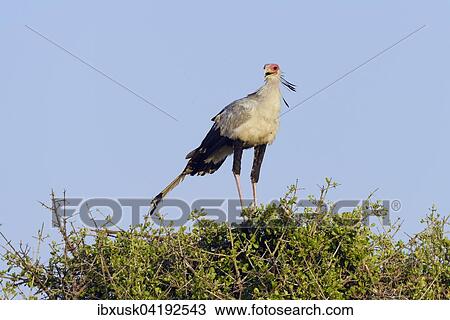 Secretarybird (Sagittarius serpentarius), on a bush, Maasai Mara National Reserve, Narok County, Kenya, Africa View Large Photo Image Stock Image - Secretarybird (Sagittarius serpentarius), on a bush, Maasai Mara National Reserve, Narok County, Kenya, Africa. Fotosearch