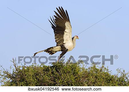 Secretarybird (Sagittarius serpentarius), with wings spread, Maasai Mara National Reserve, Narok County, Kenya, Africa View Large Photo Image Stock Photograph - Secretarybird (Sagittarius serpentarius), with wings spread, Maasai Mara National Reserve, Narok County, Kenya, Africa. Fotosearch
