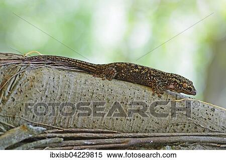 Stock Photography - Seychelles bronze gecko (Ailuronyx seychellensis), on a tree trunk, Cousin island, Seychelles, Africa. Fotosearch