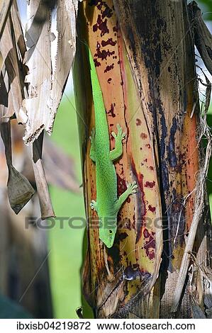 Seychelles giant day gecko (Phelsuma sundbergi sundbergi), Praslin Island, Seychelles, Africa View Large Photo Image Stock Image - Seychelles giant day gecko (Phelsuma sundbergi sundbergi), Praslin Island, Seychelles, Africa. Fotosearch