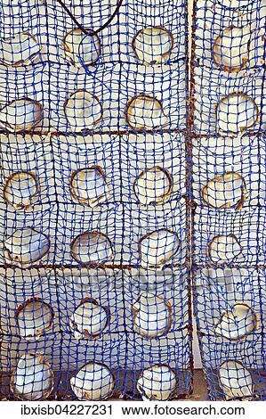 Stock Image - Shells of pearl oysters in a pearl farming basket, Praslin Island, Seychelles, Africa. Fotosearch