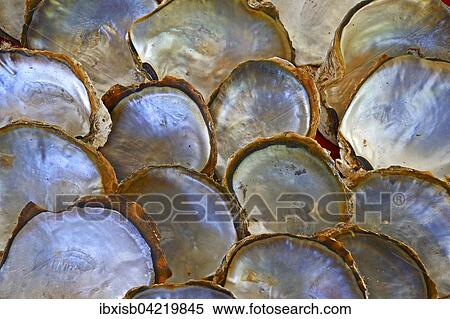 Stock Photography - Shells of pearl oysters with pearl on the shell inside, Praslin Island, Seychelles, Africa. Fotosearch