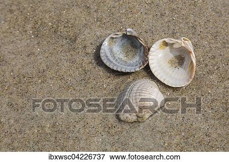 Shells on the beach in the sand, Holland, The Netherlands, Europe View Large Photo Image Stock Photo - Shells on the beach in the sand, Holland, The Netherlands, Europe. Fotosearch