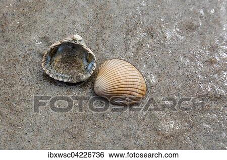 Shells on the beach in the sand, Holland, The Netherlands, Europe View Large Photo Image Stock Photograph - Shells on the beach in the sand, Holland, The Netherlands, Europe. Fotosearch