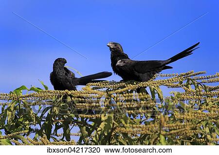 Smooth-billed anis (Crotophaga ani), sitting on a tree, group, Pantanal, Mato Grosso, Brazil, South America View Large Photo Image Stock Image - Smooth-billed anis (Crotophaga ani), sitting on a tree, group, Pantanal, Mato Grosso, Brazil, South America. Fotosearch