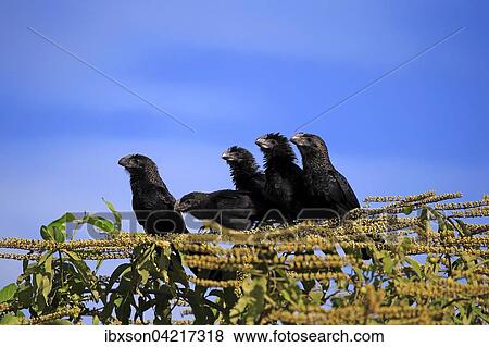 Smooth-billed anis (Crotophaga ani), sitting on a tree, group, Pantanal, Mato Grosso, Brazil, South America View Large Photo Image Stock Photo - Smooth-billed anis (Crotophaga ani), sitting on a tree, group, Pantanal, Mato Grosso, Brazil, South America. Fotosearch