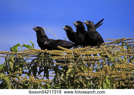Smooth-billed anis (Crotophaga ani), sitting on a tree, group, Pantanal, Mato Grosso, Brazil, South America View Large Photo Image Stock Photo - Smooth-billed anis (Crotophaga ani), sitting on a tree, group, Pantanal, Mato Grosso, Brazil, South America. Fotosearch