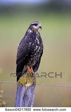 Snail kite (Rostrhamus sociabilis), not fully coloured, on the lookout, Pantanal, Mato Grosso, Brazil, South America View Large Photo Image Stock Image - Snail kite (Rostrhamus sociabilis), not fully coloured, on the lookout, Pantanal, Mato Grosso, Brazil, South America. Fotosearch