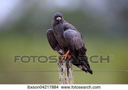 Snail kite (Rostrhamus sociabilis), adult on the lookout, Pantanal, Mato Grosso, Brazil, South America View Large Photo Image Picture - Snail kite (Rostrhamus sociabilis), adult on the lookout, Pantanal, Mato Grosso, Brazil, South America. Fotosearch