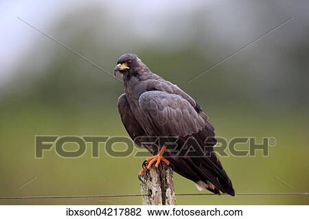 Snail kite (Rostrhamus sociabilis), adult on the lookout, Pantanal, Mato Grosso, Brazil, South America View Large Photo Image Stock Image - Snail kite (Rostrhamus sociabilis), adult on the lookout, Pantanal, Mato Grosso, Brazil, South America. Fotosearch
