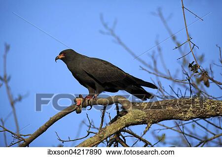 Snail kite (Rostrhamus sociabilis), adult on a tree, with prey, Pantanal, Mato Grosso, Brazil, South America View Large Photo Image Stock Image - Snail kite (Rostrhamus sociabilis), adult on a tree, with prey, Pantanal, Mato Grosso, Brazil, South America. Fotosearch