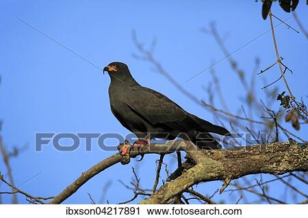 Snail kite (Rostrhamus sociabilis), adult on a tree, with prey, Pantanal, Mato Grosso, Brazil, South America View Large Photo Image Stock Image - Snail kite (Rostrhamus sociabilis), adult on a tree, with prey, Pantanal, Mato Grosso, Brazil, South America. Fotosearch