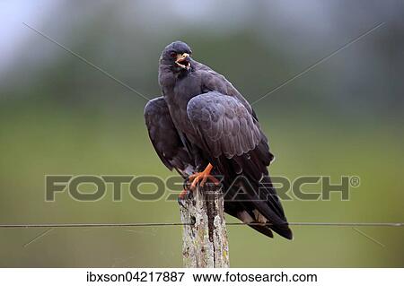 Snail kite (Rostrhamus sociabilis), adult on the lookout, calling, Pantanal, Mato Grosso, Brazil, South America View Large Photo Image Stock Photo - Snail kite (Rostrhamus sociabilis), adult on the lookout, calling, Pantanal, Mato Grosso, Brazil, South America. Fotosearch