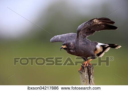 Snail kite (Rostrhamus sociabilis), adult on the lookout, Pantanal, Mato Grosso, Brazil, South America View Large Photo Image Stock Photograph - Snail kite (Rostrhamus sociabilis), adult on the lookout, Pantanal, Mato Grosso, Brazil, South America. Fotosearch