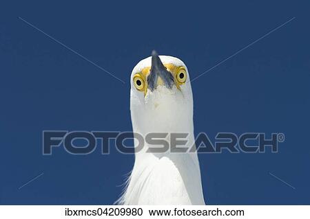 Stock Image - Snowy Egret (Egretta thula), portrait, Everglades National Park, Anhinga Trail, Florida, USA, North America. Fotosearch